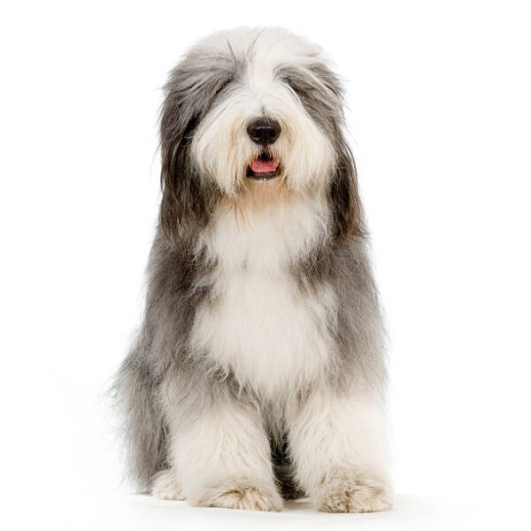 (L) Estética perro XL